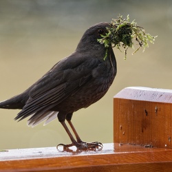 Regard nature au fil des ans